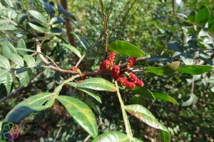 Pistacia lentiscus(3)